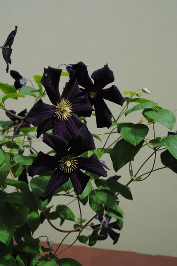 clematis Romantika