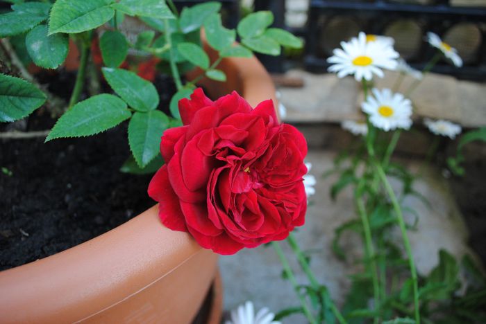 L.D. Braithwaite, prima floare