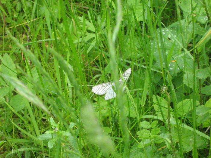 natura cu frumusetile ei 050
