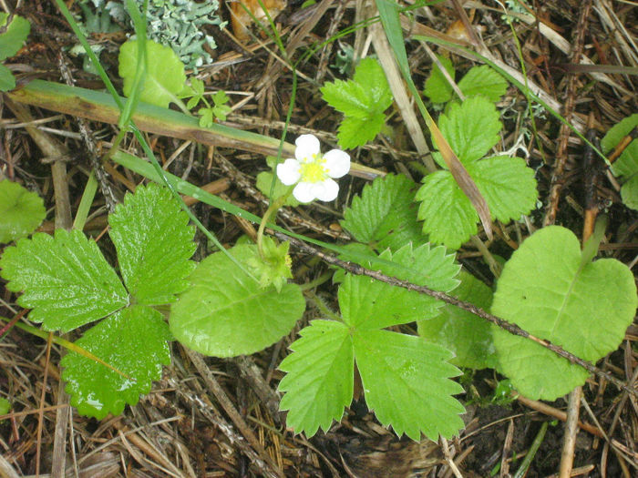 natura cu frumusetile ei 055