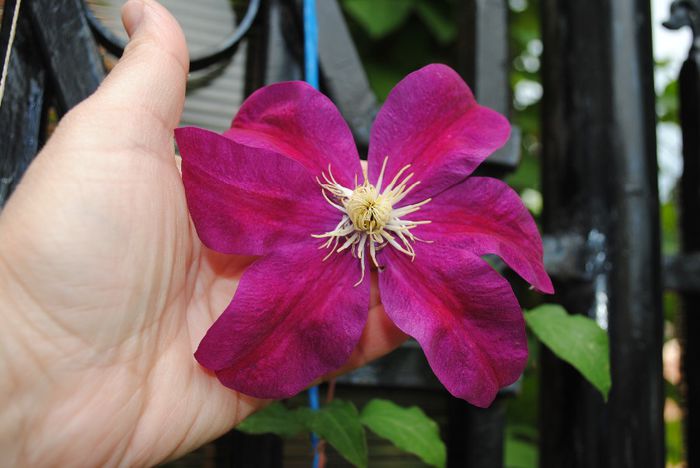 clematis Sunset