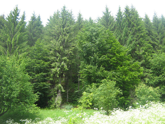 natura cu frumusetile ei 062