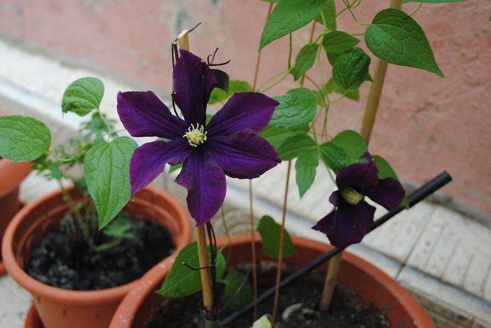 clematis Warszawska Nike