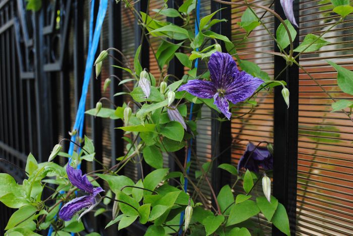 clematis Tie Dye,primele flori,4 iunie