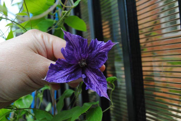 clematis Tie Dye
