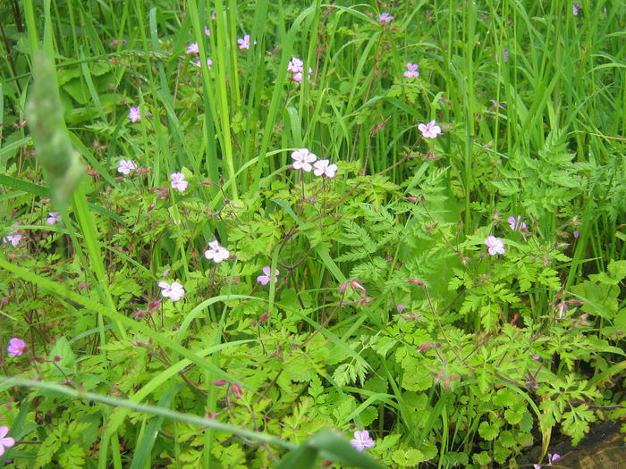 natura cu frumusetile ei 072