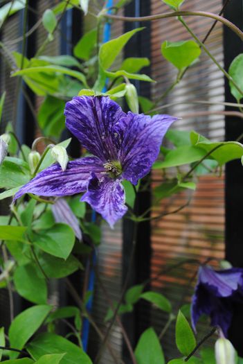 clematis Tie Dye