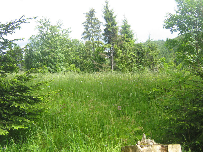 natura cu frumusetile ei 073