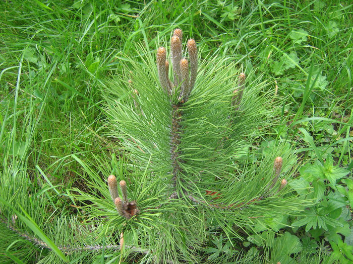 natura cu frumusetile ei 077