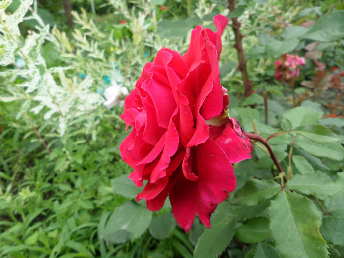 SAM_6747