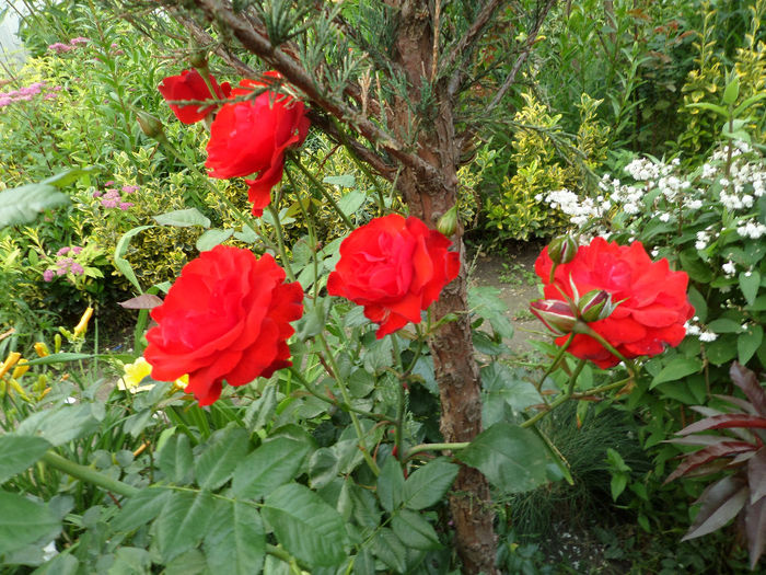 SAM_6861