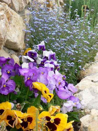 Amenajari-alpinarii-si-rocarii-puVvS - idei interesante culese de pe net A