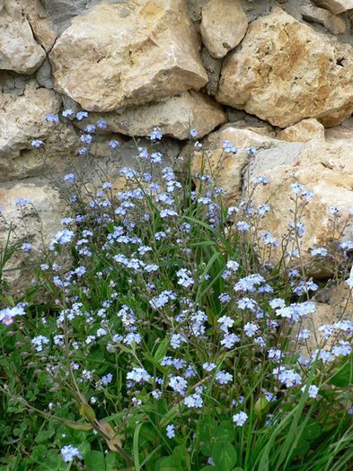 Amenajari-alpinarii-si-rocarii-tLYWy - idei interesante culese de pe net A