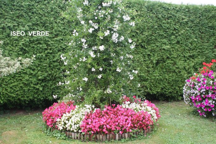 Compozitie-spatii-verzi-1 - idei interesante culese de pe net A