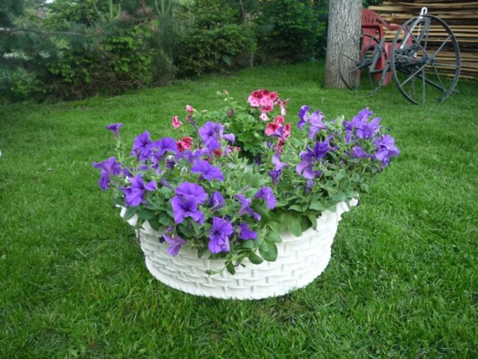 gradina25