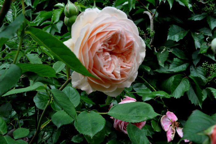 DSC_0052 - A Shropshire Lad