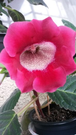 20140605_2 - Gloxinia