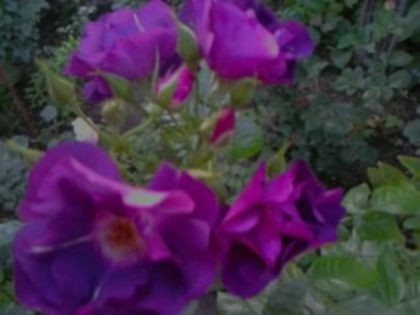 Fotografie0927 - Trandafirii din gradina
