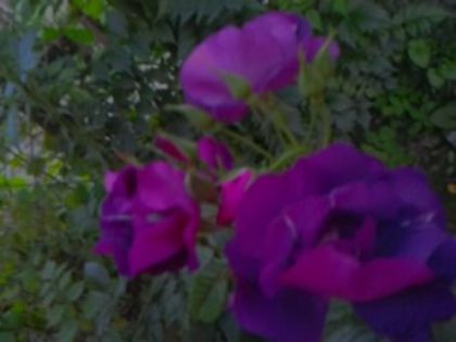 Fotografie0928 - Trandafirii din gradina