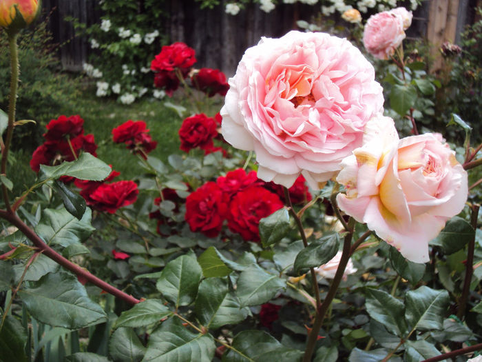 DSC06713 - Abraham Darby