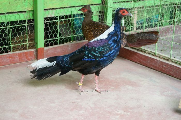 DSC06307