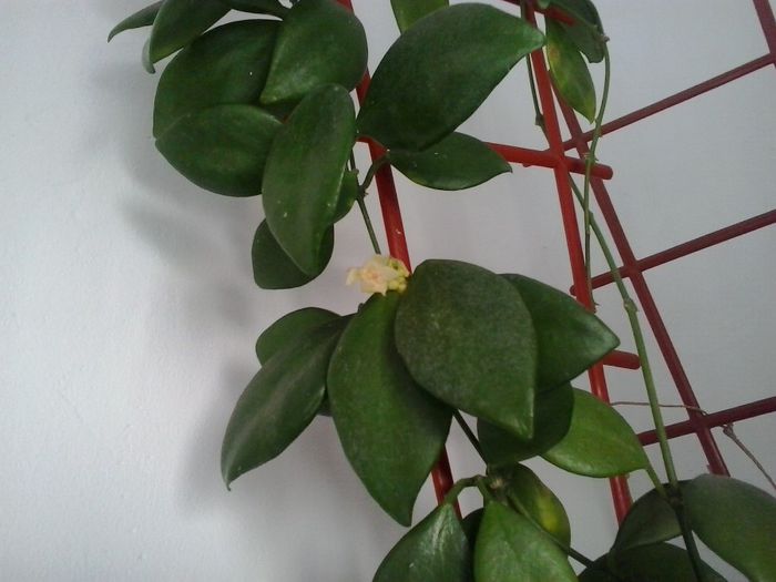 05.06.2014 - Hoya vanuatuensis