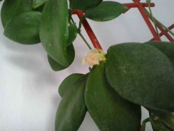 05.06.2014 - Hoya vanuatuensis