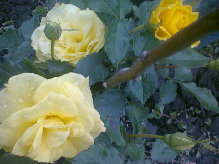Fresia - trandafiri plantati in toamna 2013