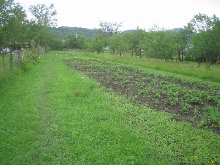 gradina mea - Flori de prin gradina