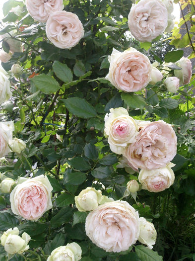 Eden Rose - 2014 Trandafiri si clematis