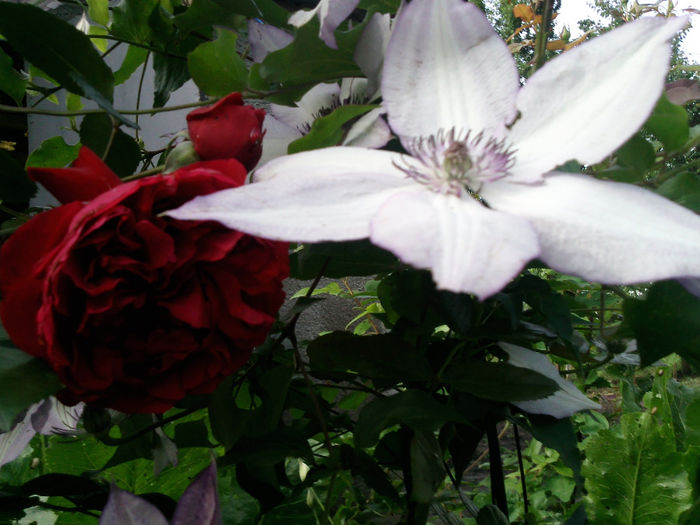 Photo2927 - 2014 Trandafiri si clematis