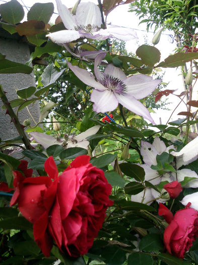 Photo2928 - 2014 Trandafiri si clematis