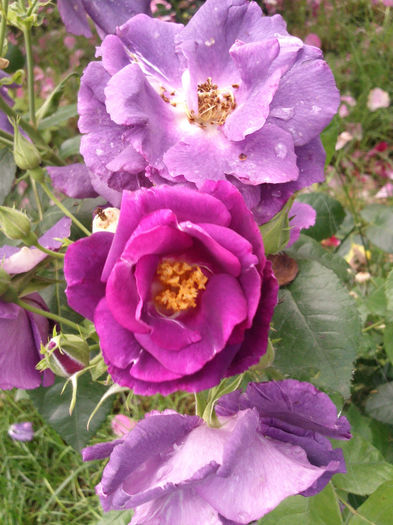 intradevar - 2014 Trandafiri si clematis