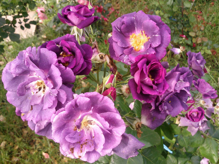 o rapsodie de nuante - 2014 Trandafiri si clematis