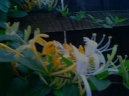 Fotografie0959     lonicera - alte flori 1