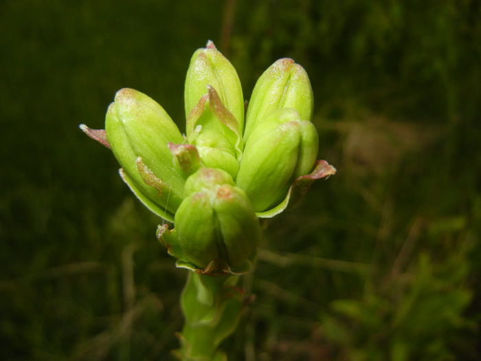 Madonna Lily (2014, May 24)