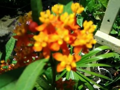 (R)Fotografie0802p - alte flori 1