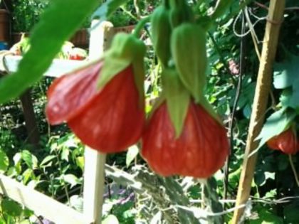 (R)Fotografie0806a - alte flori 1
