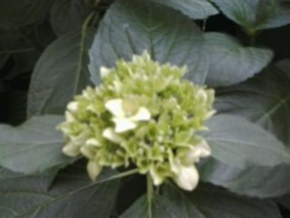 Fotografie0961 - alte flori 1