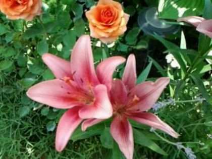 (R)Fotografie0823a - alte flori 1