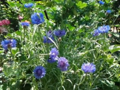 (R)Fotografie0788a - alte flori 1