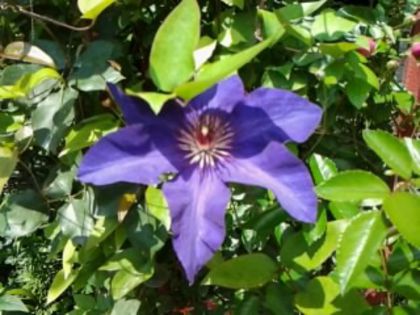 Fotografie0837 - alte flori 1