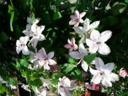 clematita roz - alte flori 1