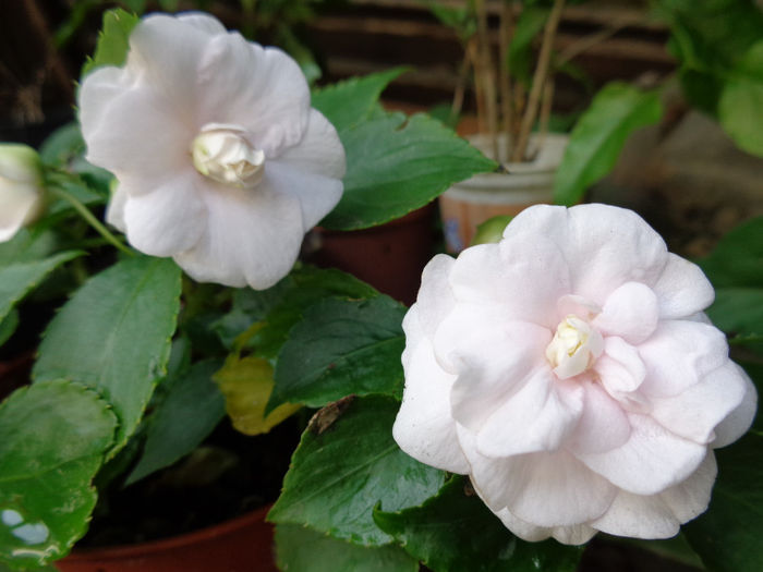  - 00 Culoare-gingasie-parfum 2014-2015