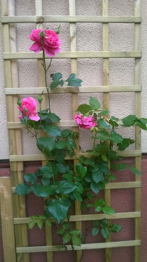 Trandafir urcator roz - GRADINA MEA DE VIS