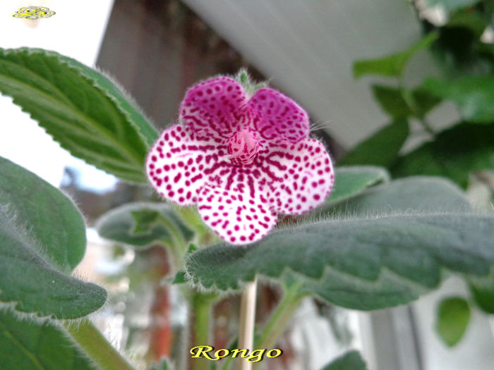 Rongo (6-06-2014) - Gesneriaceae 2014