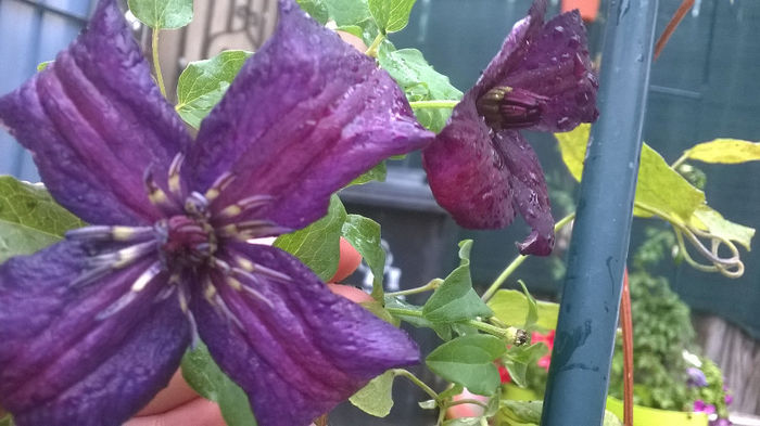 Clematis Tie Dye