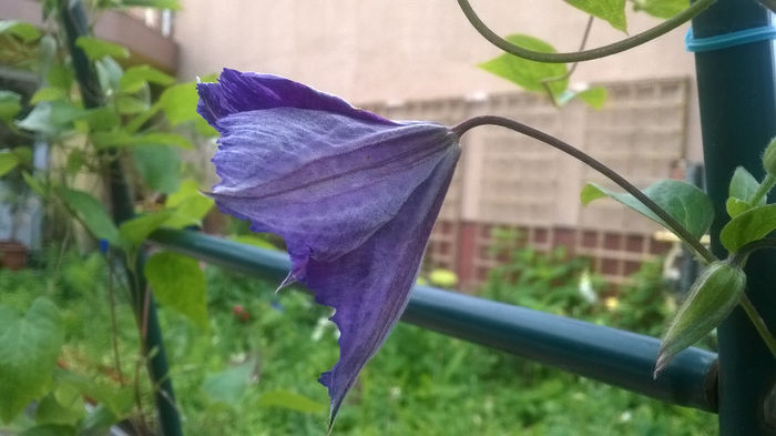 Clematis Tie Dye