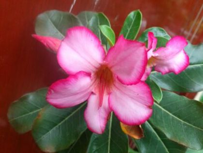 1401622473865 - Florile mamei 2014