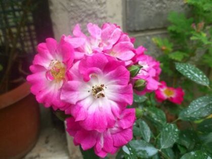 Greetings - Florile mamei 2014